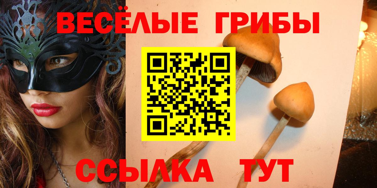 Галлюциногенные грибы Psilocybe Приморско-Ахтарск